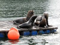 Famille d'otaries sur un Ponton - Anka