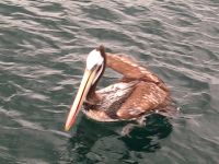Pelican autour d'Anka