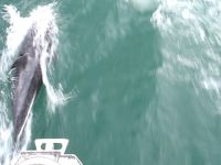 Visite des dauphins à Bord d'Anka